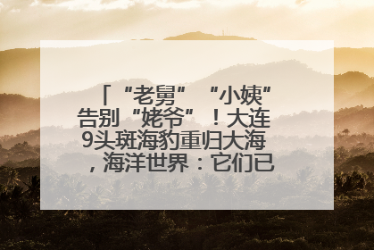 “老舅”“小姨”告别“姥爷”！大连9头斑海豹重归大海，海洋世界：它们已具备野外生存能力