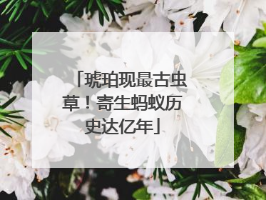 琥珀现最古虫草！寄生蚂蚁历史达亿年