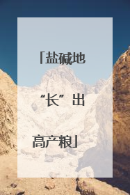 盐碱地“长”出高产粮