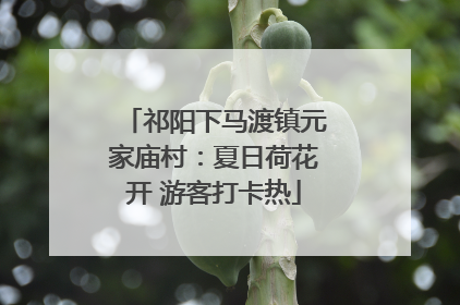 祁阳下马渡镇元家庙村：夏日荷花开 游客打卡热