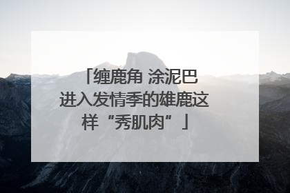 缠鹿角 涂泥巴 进入发情季的雄鹿这样“秀肌肉”