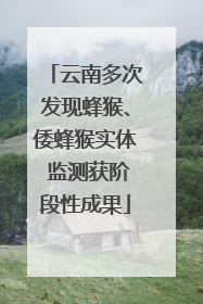 云南多次发现蜂猴、倭蜂猴实体 监测获阶段性成果