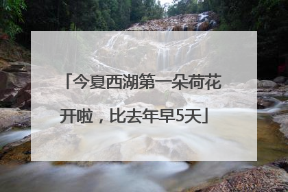 今夏西湖第一朵荷花开啦，比去年早5天