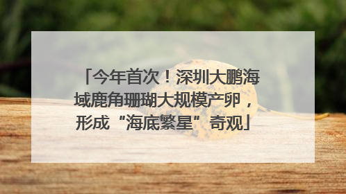 今年首次！深圳大鹏海域鹿角珊瑚大规模产卵，形成“海底繁星”奇观