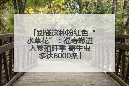 别碰这种粉红色“水草花”：福寿螺进入繁殖旺季 寄生虫多达6000条
