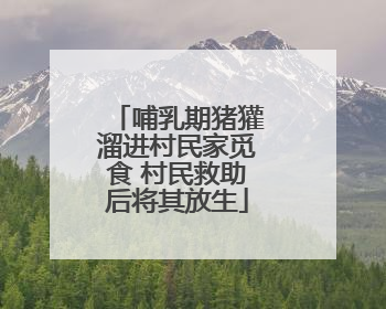 哺乳期猪獾溜进村民家觅食 村民救助后将其放生