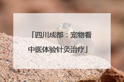 四川成都：宠物看中医体验针灸治疗
