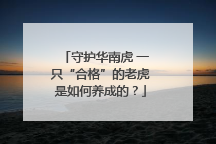 守护华南虎 一只“合格”的老虎是如何养成的？