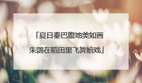 夏日秦巴腹地美如画 朱鹮在稻田里飞舞嬉戏