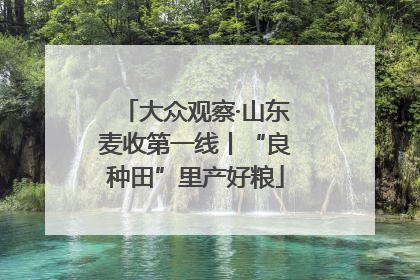 大众观察·山东麦收第一线丨“良种田”里产好粮