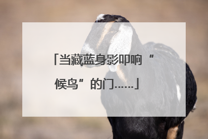 当藏蓝身影叩响“候鸟”的门……