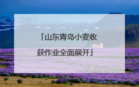 山东青岛小麦收获作业全面展开