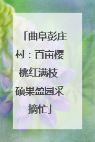 曲阜彭庄村：百亩樱桃红满枝 硕果盈园采摘忙
