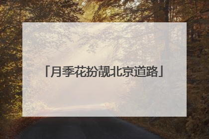 月季花扮靓北京道路