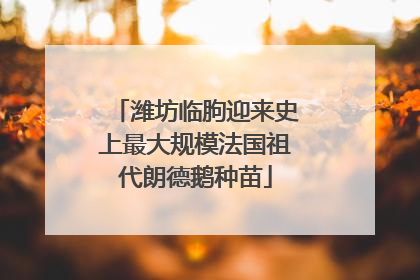 潍坊临朐迎来史上最大规模法国祖代朗德鹅种苗