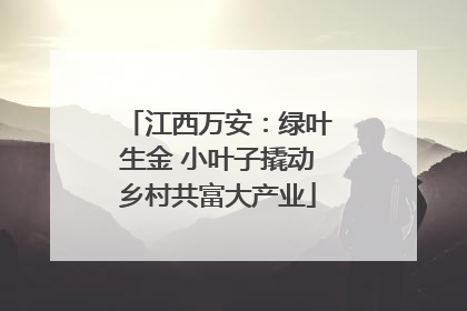 江西万安：绿叶生金 小叶子撬动乡村共富大产业