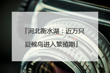 河北衡水湖：近万只夏候鸟进入繁殖期