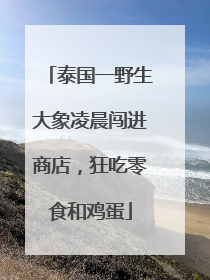泰国一野生大象凌晨闯进商店，狂吃零食和鸡蛋
