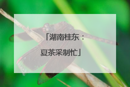 湖南桂东：夏茶采制忙