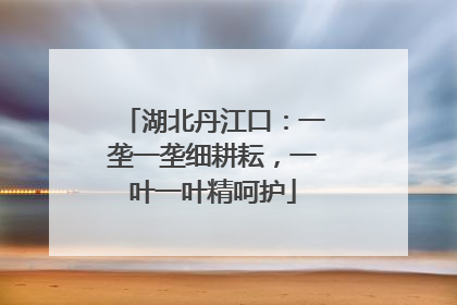 湖北丹江口：一垄一垄细耕耘，一叶一叶精呵护