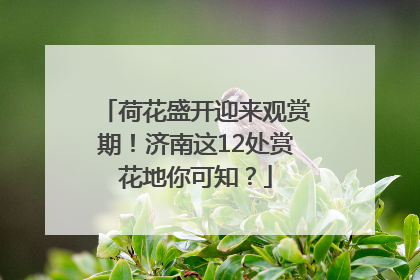 荷花盛开迎来观赏期！济南这12处赏花地你可知？