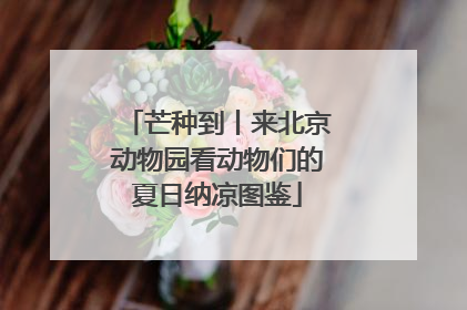 芒种到丨来北京动物园看动物们的夏日纳凉图鉴