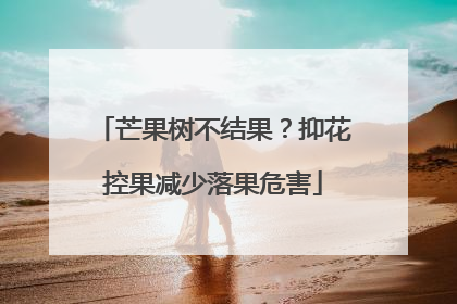 芒果树不结果？抑花控果减少落果危害