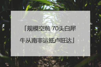 规模空前 70头白犀牛从南非运抵卢旺达