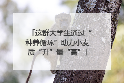 这群大学生通过“种养循环”助力小麦质“升”量“高”