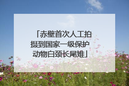 赤壁首次人工拍摄到国家一级保护动物白颈长尾雉