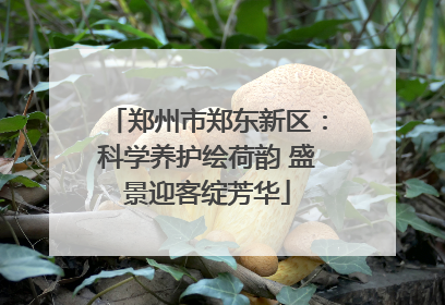 郑州市郑东新区：科学养护绘荷韵 盛景迎客绽芳华