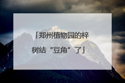 郑州植物园的梓树结“豆角”了