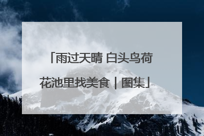 雨过天晴 白头鸟荷花池里找美食｜图集