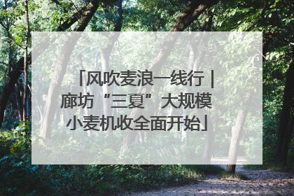 风吹麦浪一线行｜廊坊“三夏”大规模小麦机收全面开始