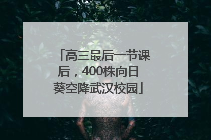 高三最后一节课后，400株向日葵空降武汉校园