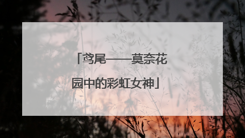 鸢尾——莫奈花园中的彩虹女神