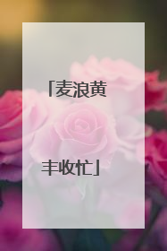 麦浪黄 丰收忙